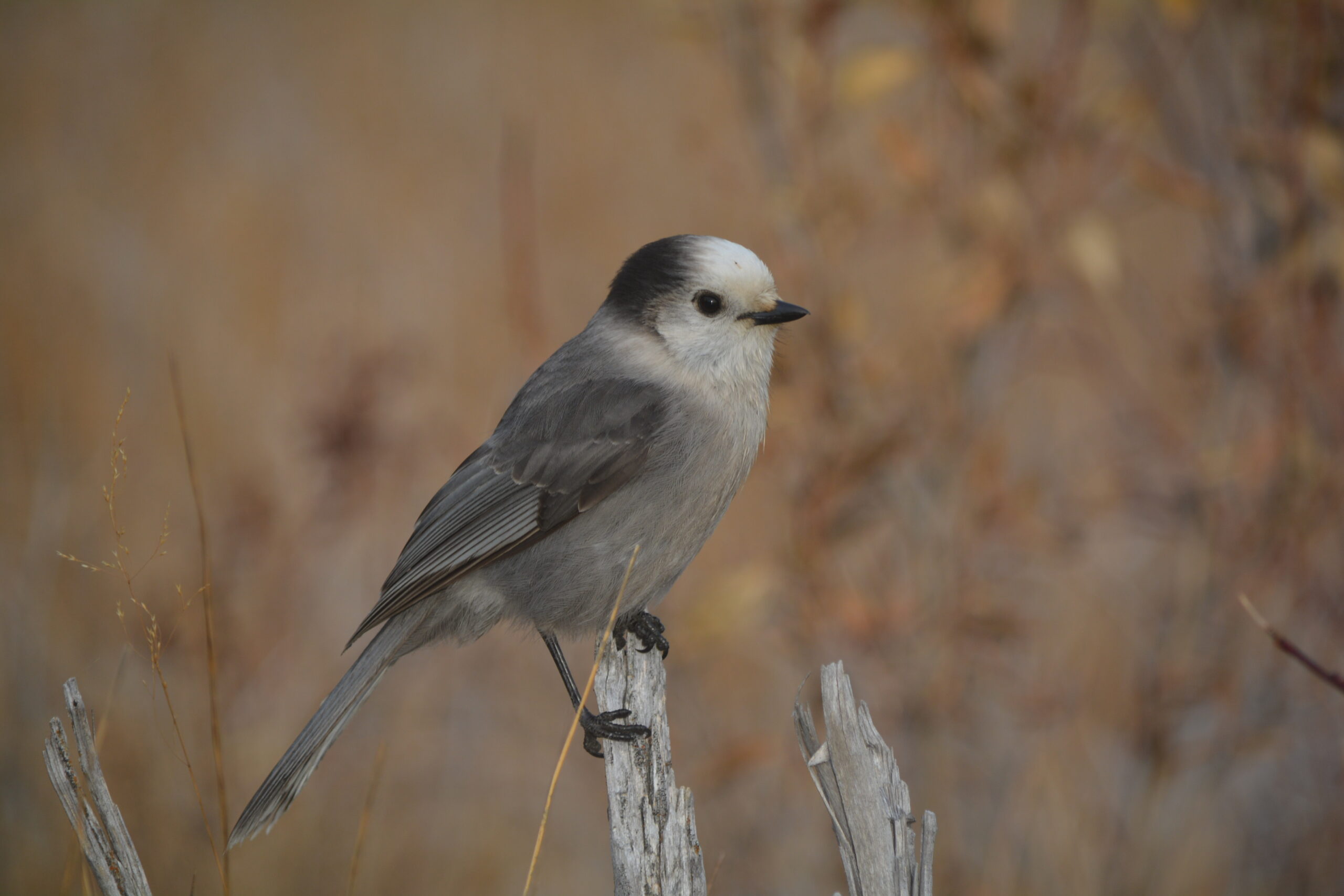 Grey Jay photographed on a Nicola Valley Adventures outing.